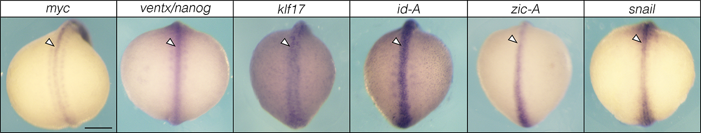 Extended Data Fig. 4.