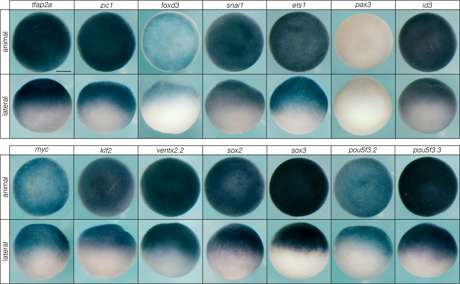 Extended Data Fig. 1.