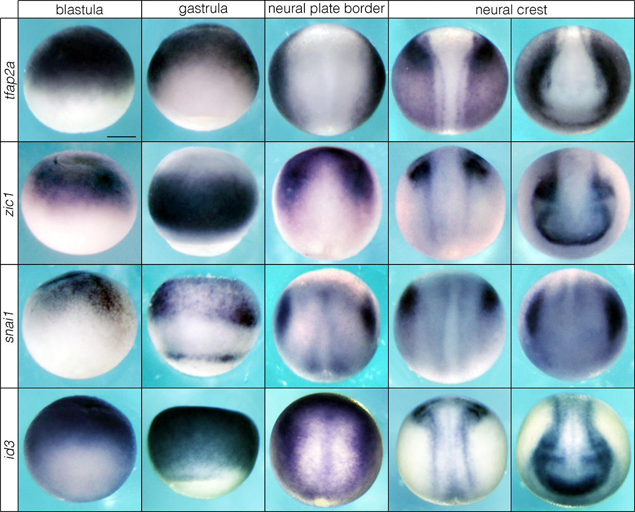 Extended Data Fig. 3.