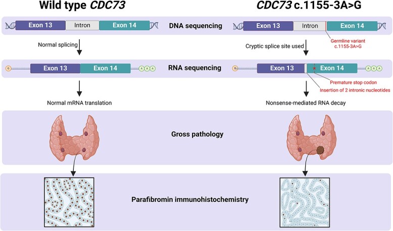 Graphical Abstract