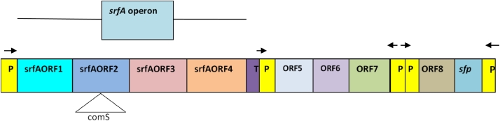 Fig 01