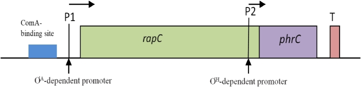 Fig 03