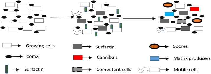 Fig 07