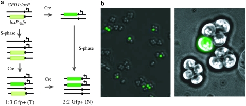 Figure 1.—