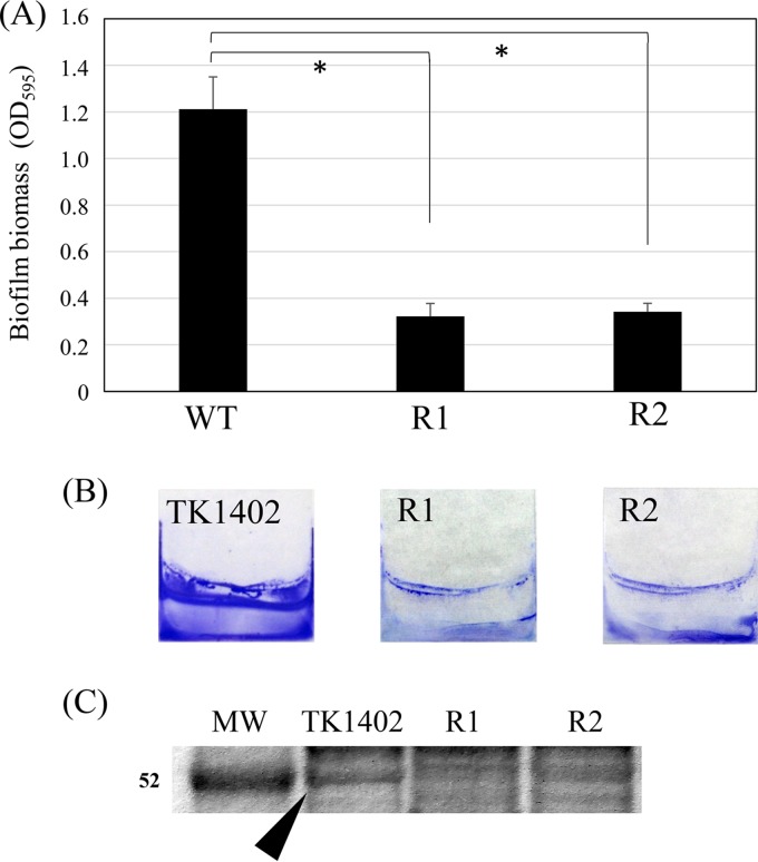 FIG 1