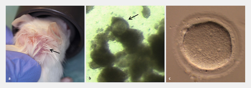 Fig. 1