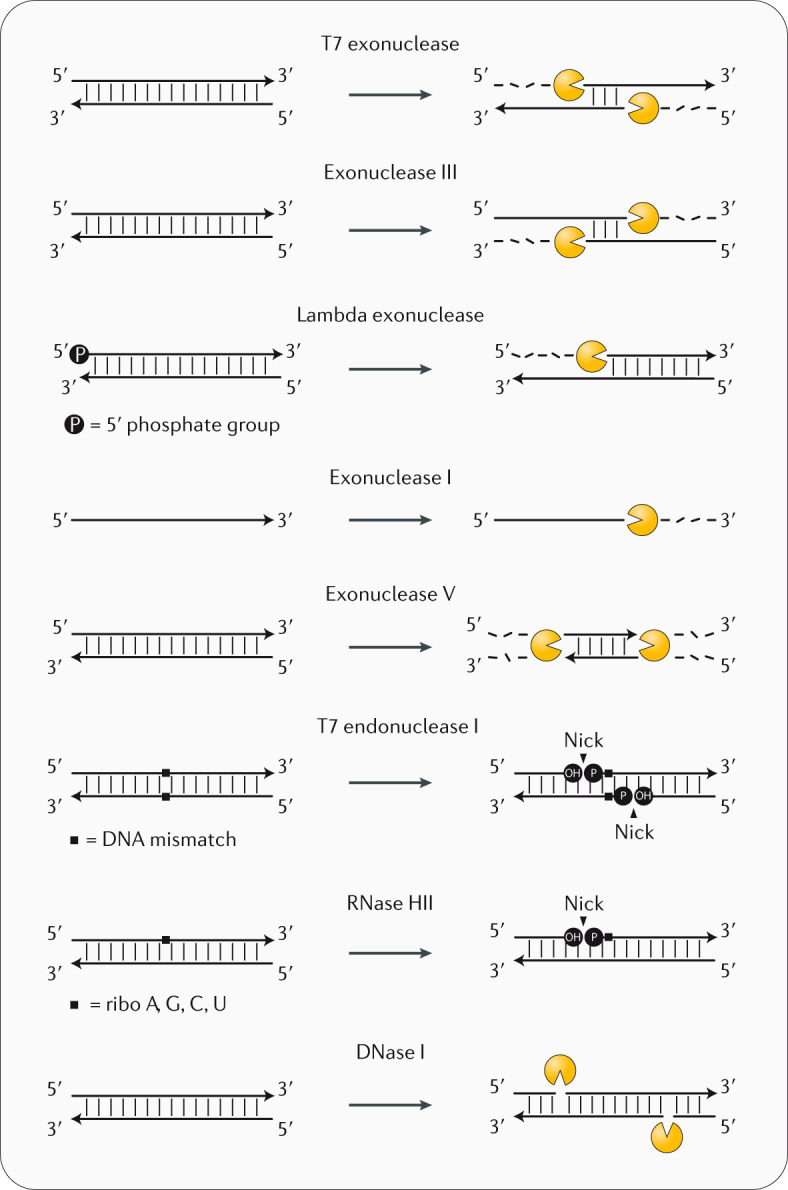 Box 1 Examples of nucleases and their activities