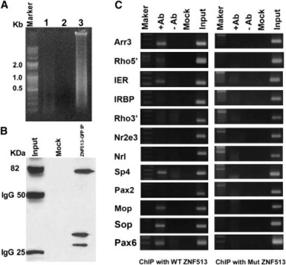 Figure 6