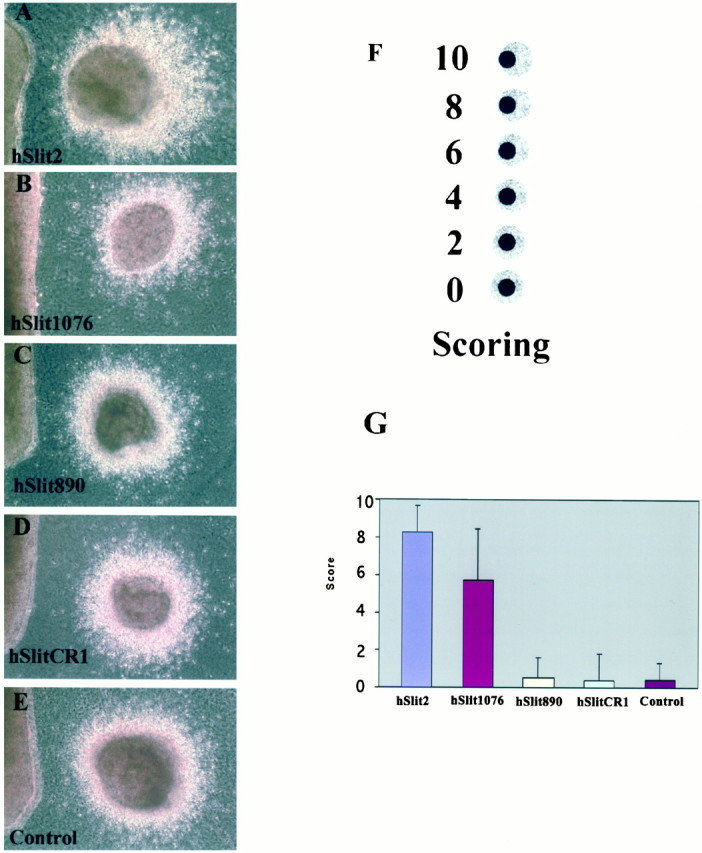 Fig. 5.