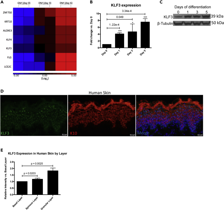 Figure 1