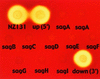 FIG. 4