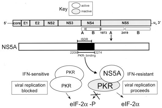 FIG. 7