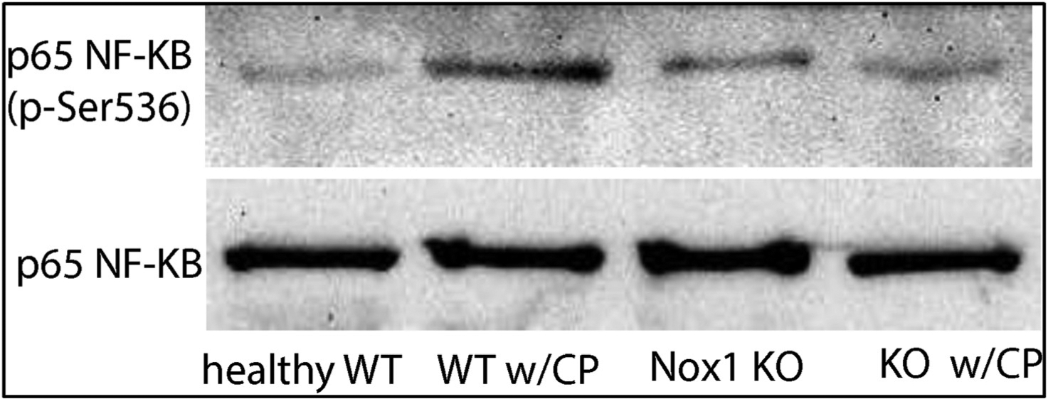 Fig. 3B.