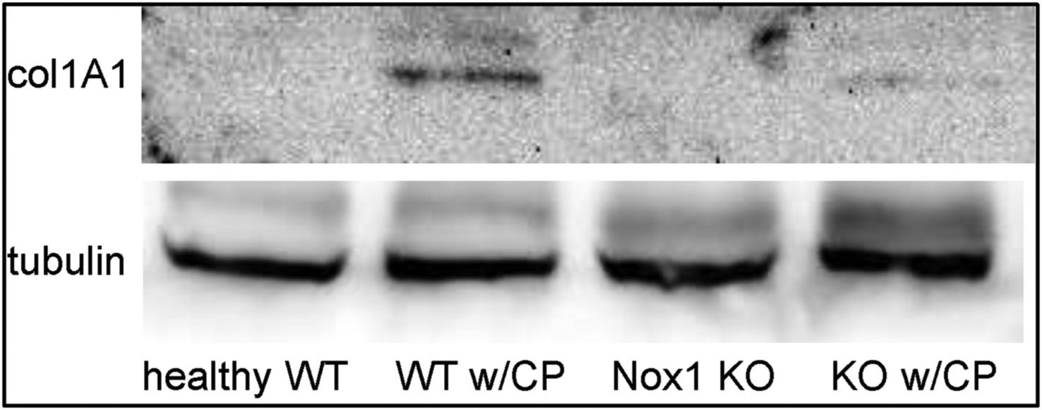 Fig. 2C.