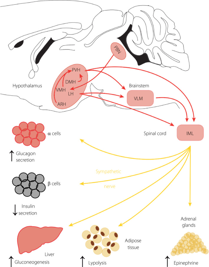 Neuronal regulation of glucagon secretion and gluconeogenesis - PMC