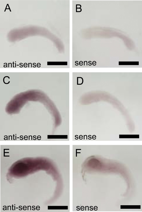 Fig. 6