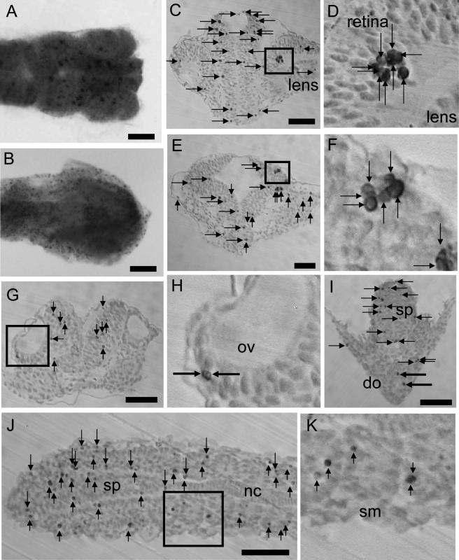 Fig. 1