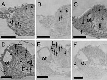 Fig. 3