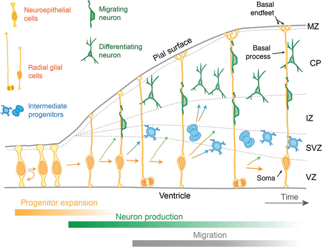 FIGURE 1