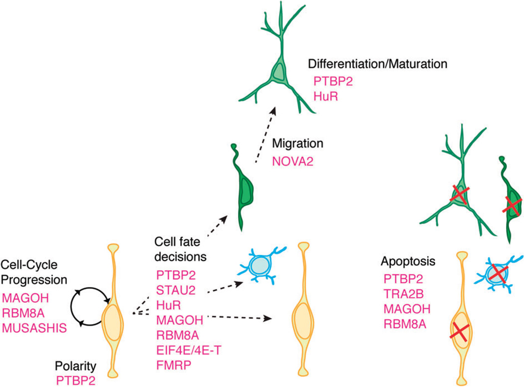 FIGURE 3