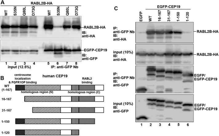 FIGURE 1: