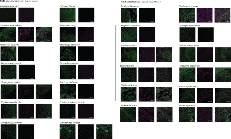 Figure 1—figure supplement 1.