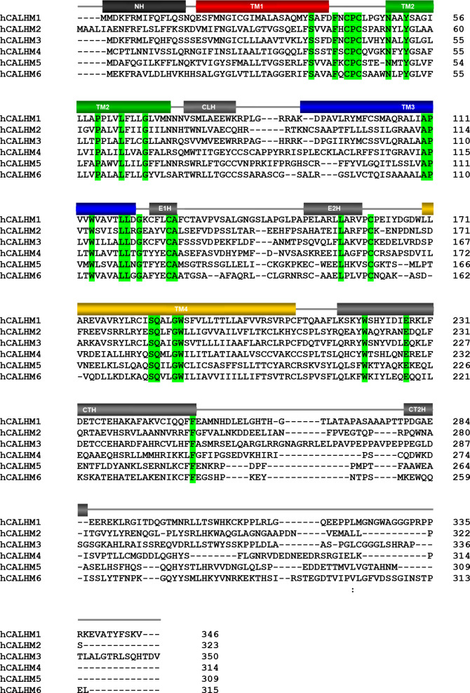 Figure 5—figure supplement 1.