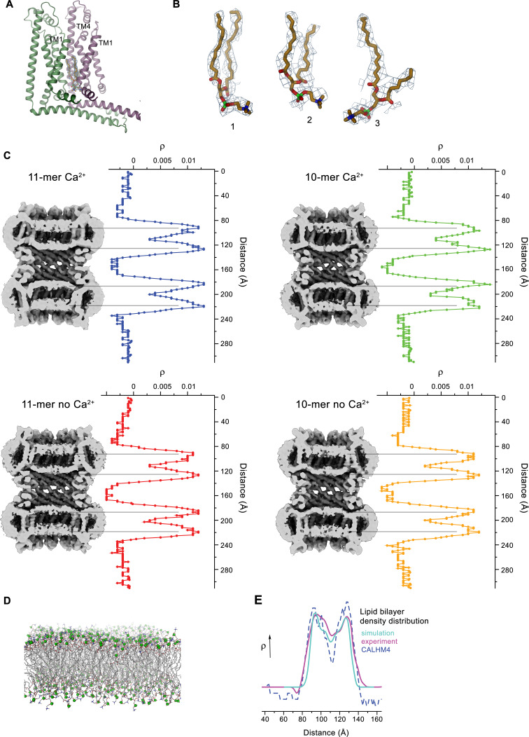 Figure 6—figure supplement 1.