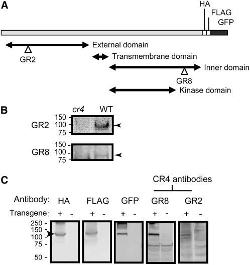 Figure 5.