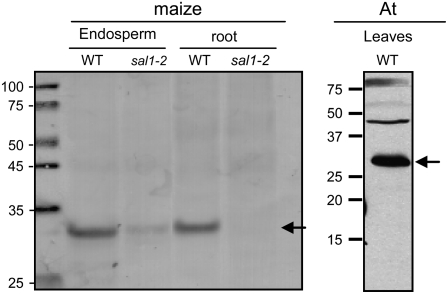 Figure 9.