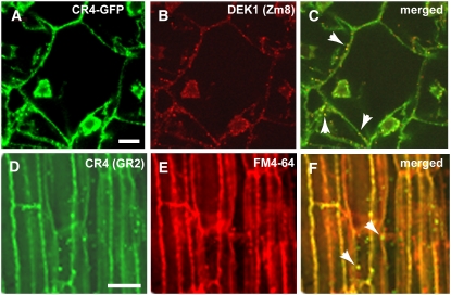 Figure 6.