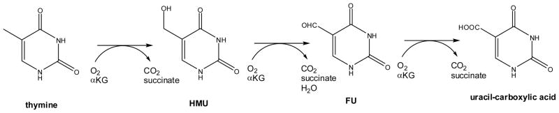 Scheme 2