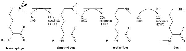 Scheme 9