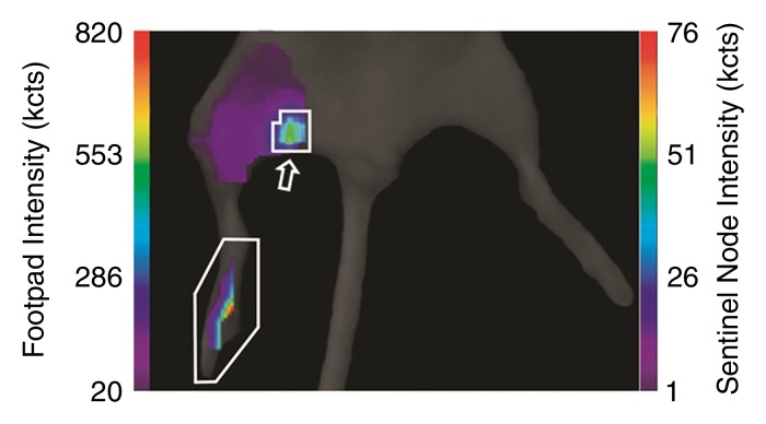 Figure 3c: