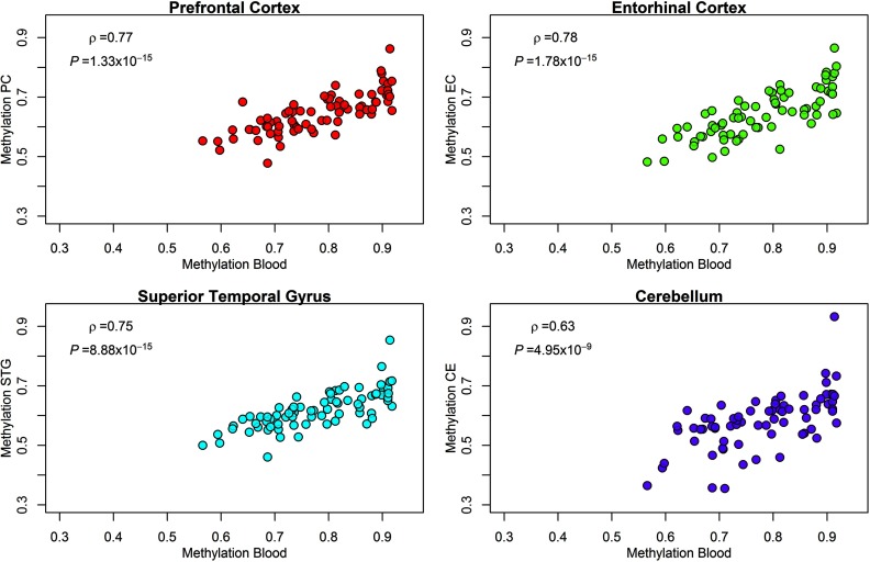 Four scatter plots showing methylation levels in prefrontal cortex (rho equals 0.77; p equals 1.33 times 10 super negative 15), entorhinal cortex (rho equals 0.78; p equals 1.78 times 10 super negative 15), superior temporal gyrus (rho equals 0.75; p equals 8.88 times 10 super negative 15), and cerebellum (rho equals 0.63; p equals 4.95 times 10 super negative 9) (y-axis) across methylation blood (x-axis).