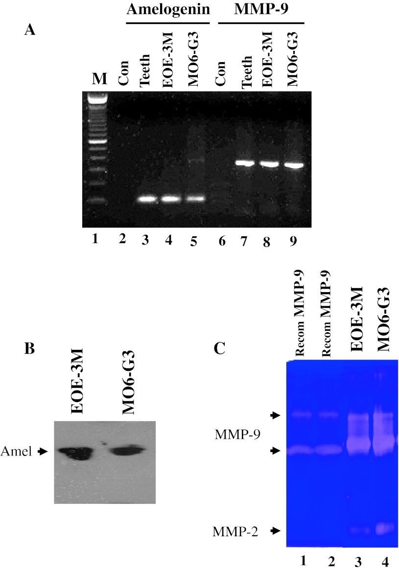 Fig. 5