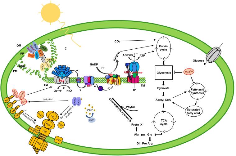 Figure 6