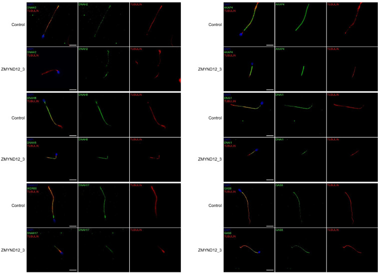 Figure 2—figure supplement 4.