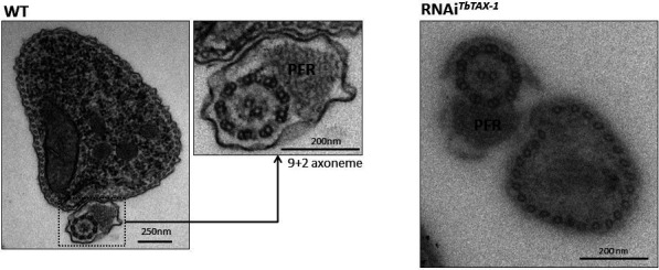 Figure 3—figure supplement 2.