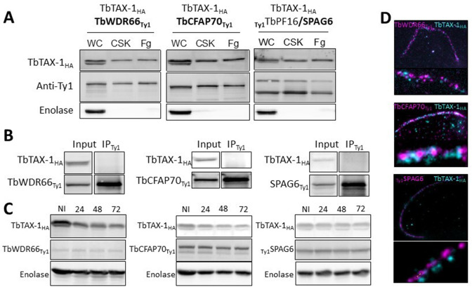 Figure 4—figure supplement 1.