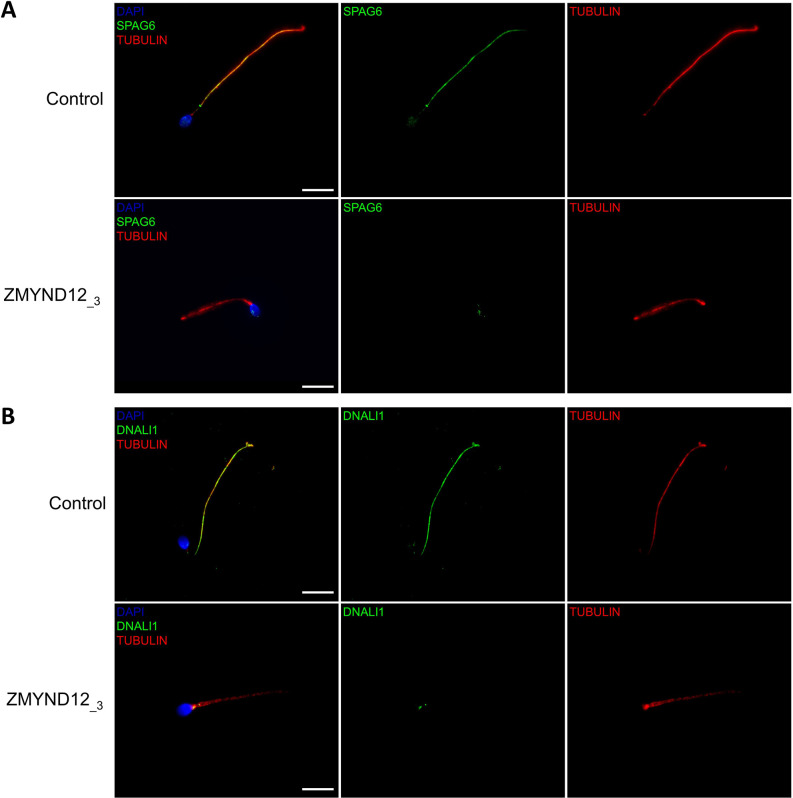 Figure 2—figure supplement 1.