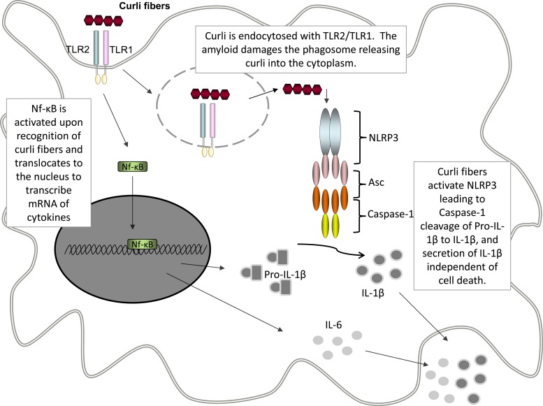 FIG 6