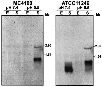 FIG. 5.