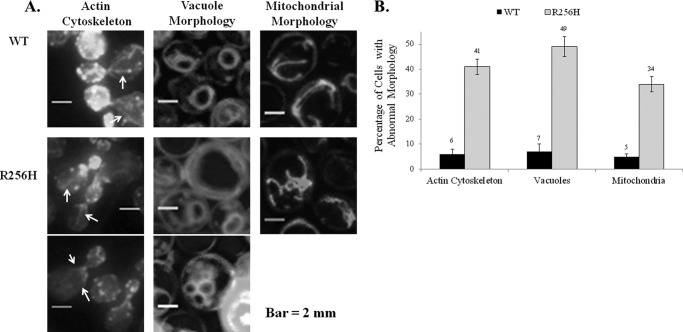 FIGURE 2.