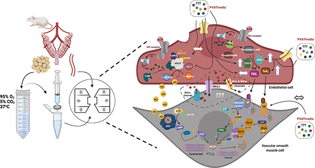 graphic file with name nihms-1732111-f0001.jpg