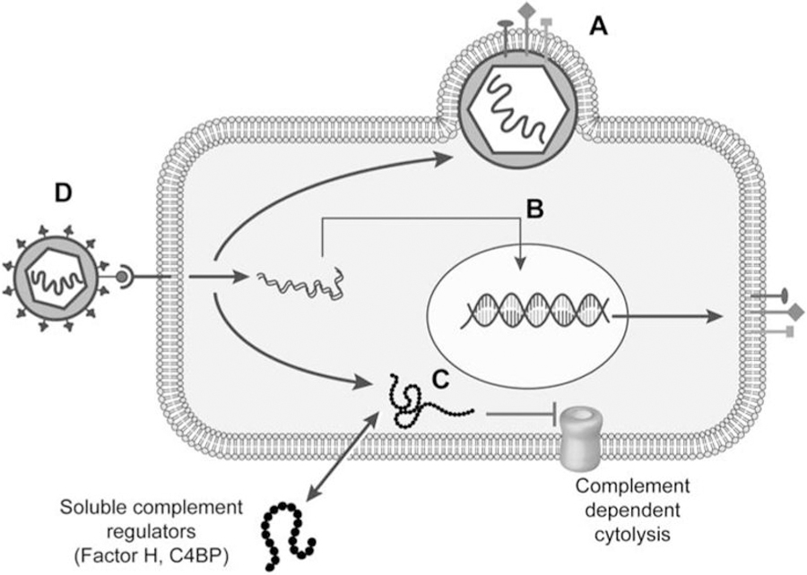 Figure 2: