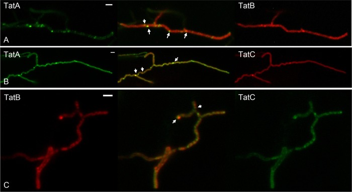 Fig 7