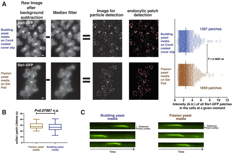 Figure 1—figure supplement 2.