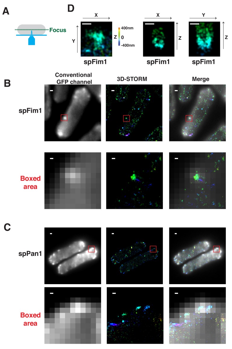 Figure 6—figure supplement 1.