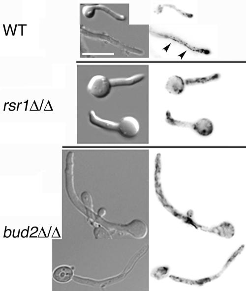 FIG. 8.